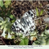 melanargia russiae eberti talysh male2